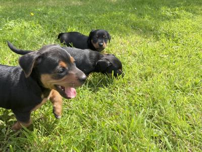 Purebred Black and Tan Jack Russell Puppies