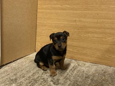 Purebred Black and Tan Jack Russell Puppies