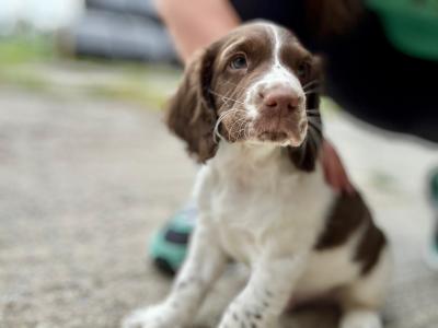 Springer Spaniel puppies in Laois