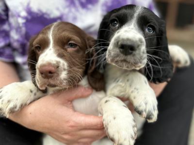 Springer Spaniel puppies in Laois