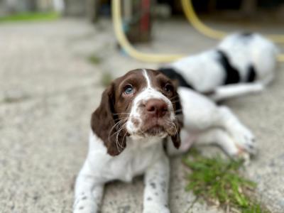 Springer Spaniel puppies in Laois