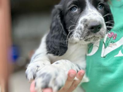 Springer Spaniel puppies in Laois