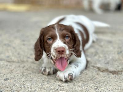 Springer Spaniel puppies in Laois