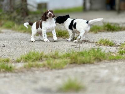 Springer Spaniel puppies in Laois