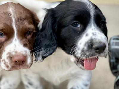 Springer Spaniel puppies in Laois