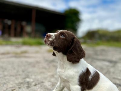 Springer Spaniel puppies in Laois