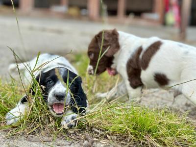 Springer Spaniel puppies in Laois