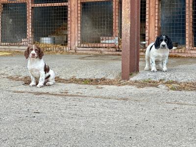 Springer Spaniel puppies in Laois