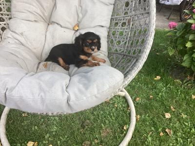 Vet checked Cavalier King Charles puppies in Wicklow