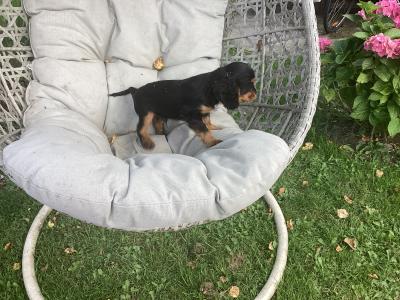 Vet checked Cavalier King Charles puppies in Wicklow