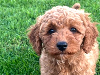 Fabulous Red Cavapoo puppies in Waterford