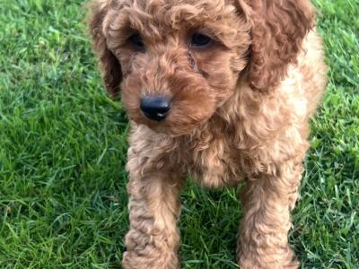 Fabulous Red Cavapoo puppies in Waterford