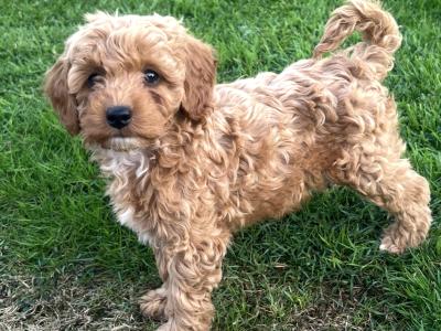 Fabulous Red Cavapoo puppies in Waterford