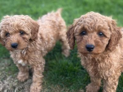 Fabulous Red Cavapoo puppies in Waterford
