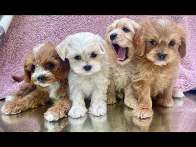 Beautiful Non Shed Cavapoo puppies