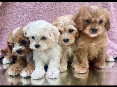 Beautiful Non Shed Cavapoo puppies