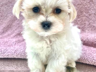Beautiful Non Shed Cavapoo puppies
