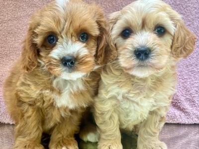 Beautiful Non Shed Cavapoo puppies