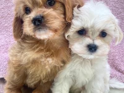 Beautiful Non Shed Cavapoo puppies