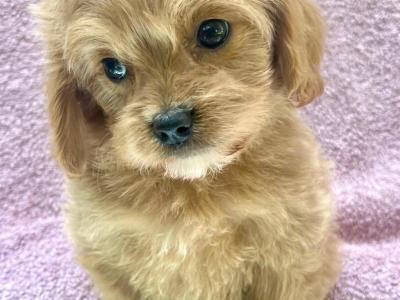 Beautiful Non Shed Cavapoo puppies
