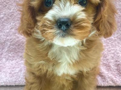 Beautiful Non Shed Cavapoo puppies