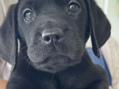 IKC Registered Labrador puppies with Ftch Lines for sale in Clare
