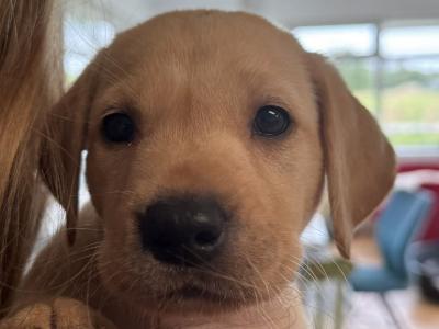 IKC Registered Labrador puppies with Ftch Lines for sale in Clare