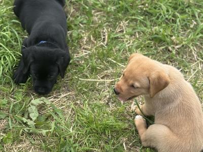 IKC Registered Labrador puppies with Ftch Lines for sale in Clare