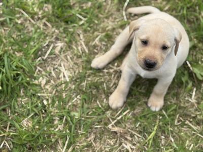 IKC Registered Labrador puppies with Ftch Lines for sale in Clare
