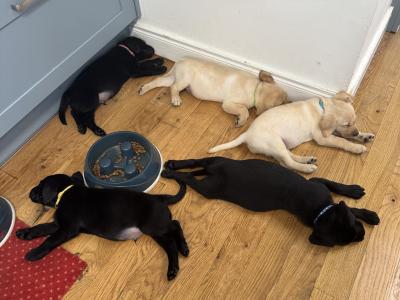 IKC Registered Labrador puppies with Ftch Lines for sale in Clare