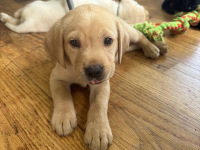 IKC Registered Labrador puppies with Ftch Lines for sale in Clare