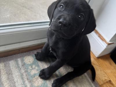 IKC Registered Labrador puppies with Ftch Lines for sale in Clare
