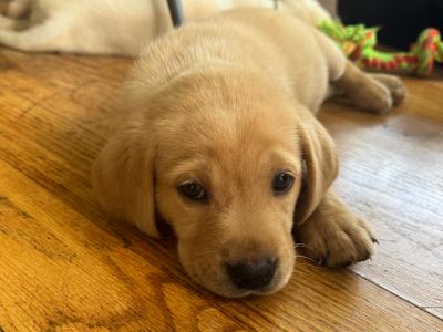 IKC Registered Labrador puppies with Ftch Lines for sale in Clare