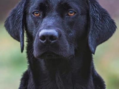 IKC Registered Labrador puppies with Ftch Lines for sale in Clare
