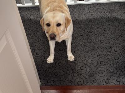 IKC Registered Labrador puppies with Ftch Lines for sale in Clare