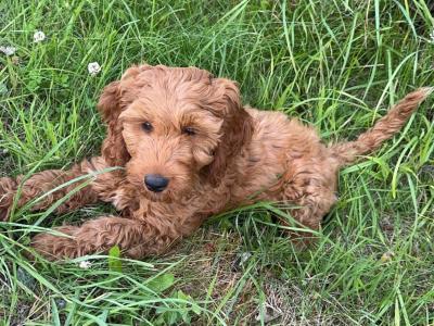 Male Cockapoo puppy in Limerick