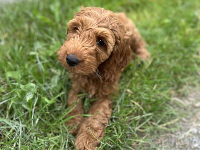 Male Cockapoo puppy in Limerick