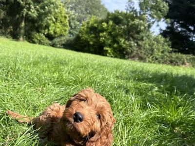 Male Cockapoo puppy in Limerick