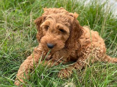 Male Cockapoo puppy in Limerick