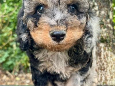Beautiful Non Shed Cavapoo puppies
