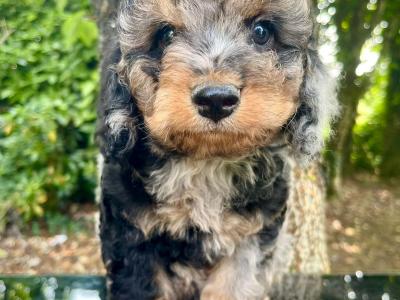 Beautiful Non Shed Cavapoo puppies
