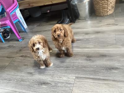 Stunning Red Mini Cockapoo puppies for sale in Kilkenny 🐶🐶🐶