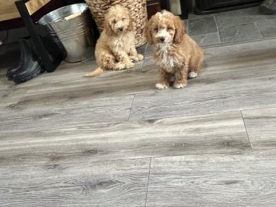 Stunning Red Mini Cockapoo puppies for sale in Kilkenny 🐶🐶🐶