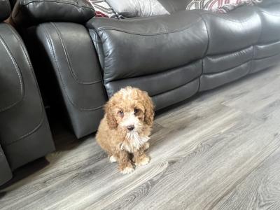 Stunning Red Mini Cockapoo puppies for sale in Kilkenny 🐶🐶🐶