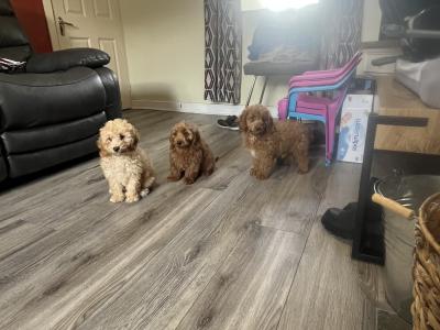 Stunning Red Mini Cockapoo puppies for sale in Kilkenny 🐶🐶🐶