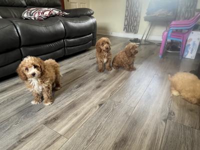 Stunning Red Mini Cockapoo puppies for sale in Kilkenny 🐶🐶🐶