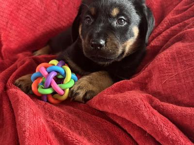 Rottweiler puppies in Westmeath