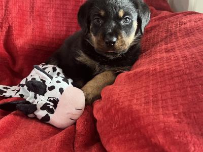 Rottweiler puppies in Westmeath