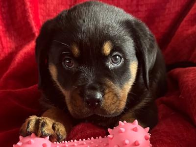 Rottweiler puppies in Westmeath