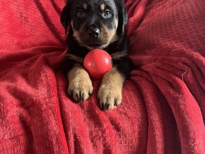 Rottweiler puppies in Westmeath